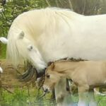 Stute mit Fohlen