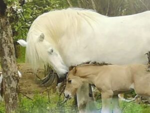 Stute mit Fohlen
