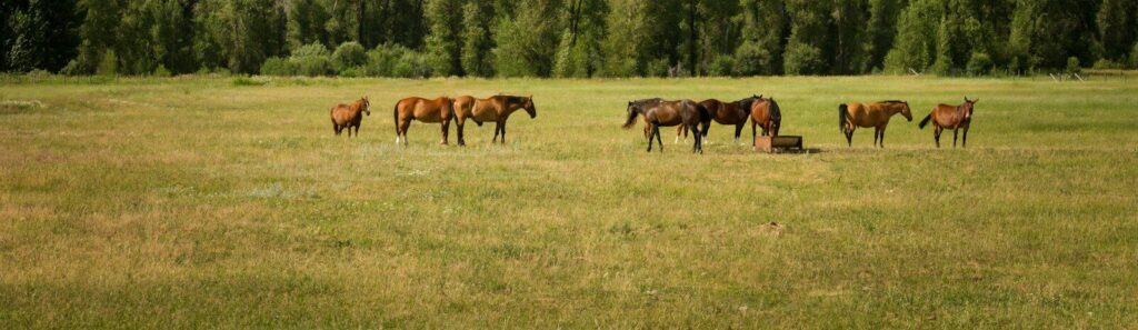 group of horses standing on field
