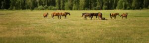 group of horses standing on field