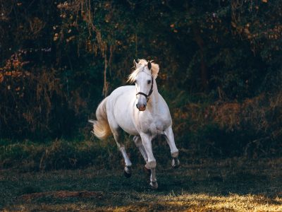 shallow focus photo of white horse running